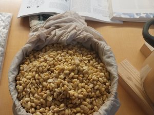 Sojabohnen für die Misopaste